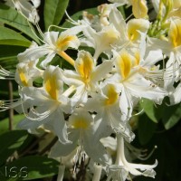 Rhododendron 'Summer Fragrance'